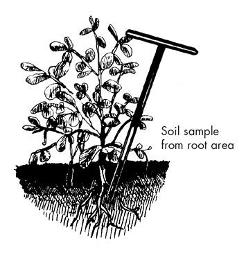 Soil sample from root area