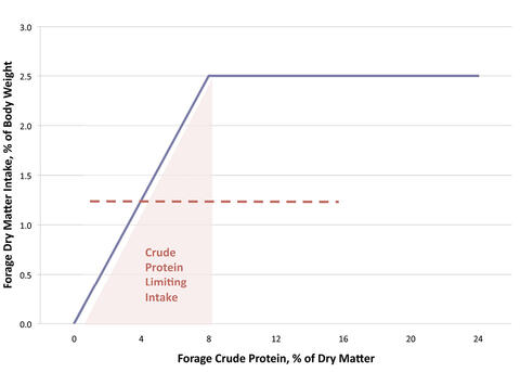 Forage crude protein intake and forage dry matter increase together up to 8% of dry matter and 2.5% of body weight; then, dry matter intake stays steady as crude protein continues to increase.