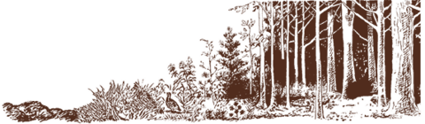 Illustration of plant succession, starting with disturbed soil and progressing through the following stages: annual plant community (1-2 years after soil disturbance), perennial grass community (3-5 years), grass/shrub community (6-10 years), young forest (10-25 years), and mature forest (more than 25 years).