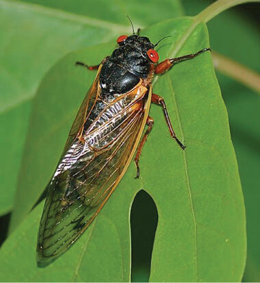 A dark colored periodical cicada with vibrant red eyes sits on a green leaf. 