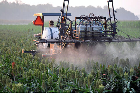 A tractor with silver tanks on the back releasing pesticides on to green crops.