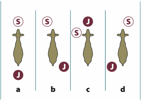 Four examples of goat, judge, and showman positioning while in the ring, as described in the text.