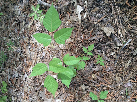 Several three-leaflet clusters in varying sizes.