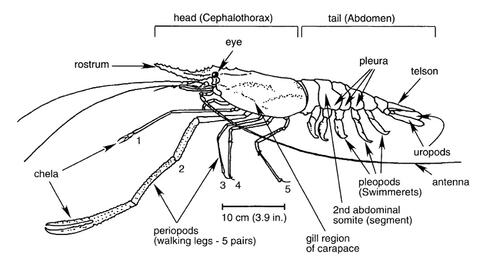 Illustration of a freshwater shrimp with labeled body parts. Arrows point to the head (including rostrum, antenna, and eyes), segmented tail/abdomen, swimmerets (pleopods), walking legs (pereiopods), and tail fan (uropods and telson).