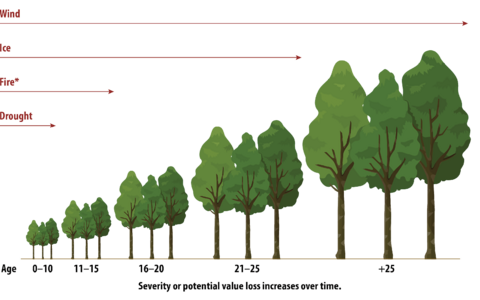 A row of trees grows larger from left (youngest) to right (oldest). Arrows show risks: wind affects the oldest trees, ice affects 20-25-year-old trees, fire affects 15-year-old trees, and drought affects 10-year-old trees.