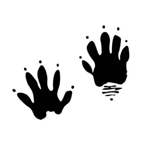 Raccoon Track