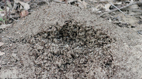 a Fire Ant mound.