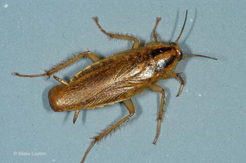 Light brown roach.