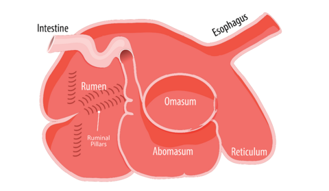 Sections of the ruminant digestive system described in text under the heading Ruminant Digestive Anatomy and Function.