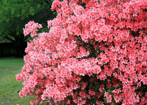 Pink Azaleas