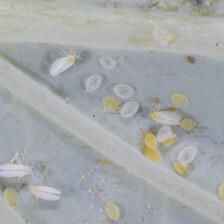 Tiny white and yellow insects viewed through a microscope.