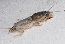 Close-up of a small, light-brown cricket.