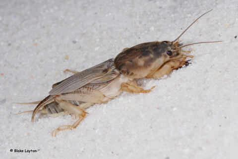 a southern mole cricket crawling in white sand.