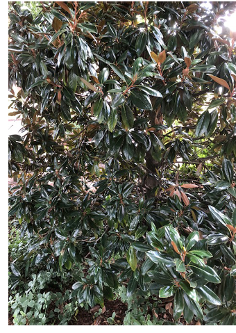 Dark green southern magnolia leaves.