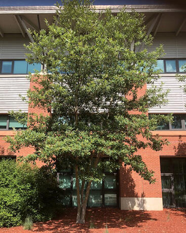 A large sweet bay magnolia tree.