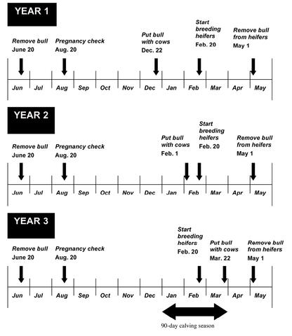 A 3-year plan for converting from year-round calving to a 90-day calving season, described in figure caption.