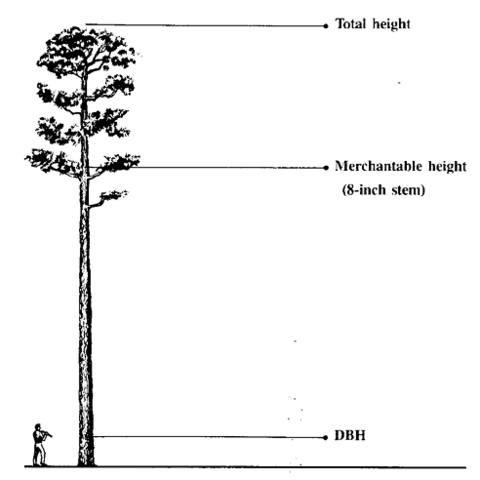 A tall tree next to a person. The top of the tree is labeled as total height. Merchantable height is about 3 quaters of the way up where the tree's branches start. DBH is labeled roughly equal with the person's chest. 
