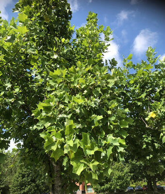 A bright green tulip tree.
