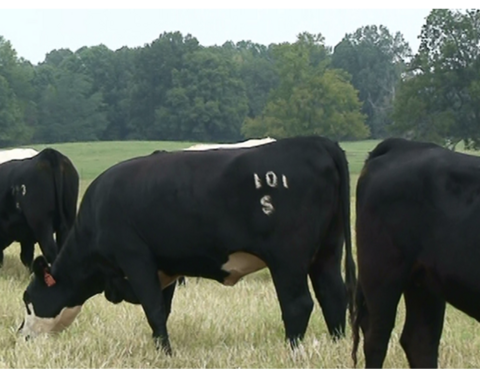A cow with an identification brand on its hip and an ear tag.