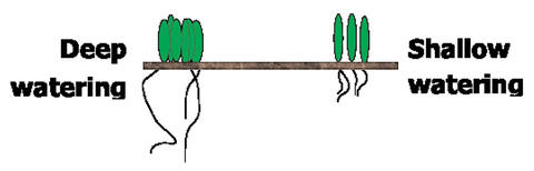 Illustration showing how plants that are watered deeply have long roots, and plants that are watered shallowly have shorter ones.