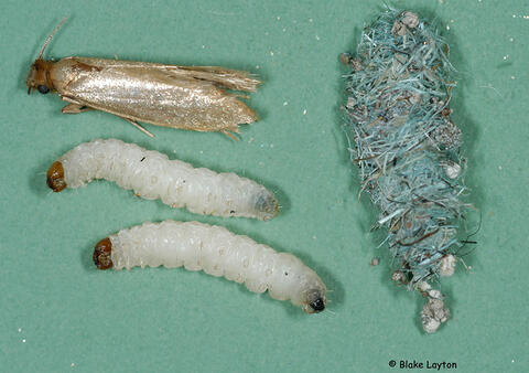 a webbing clothes moth adult and caterpillar