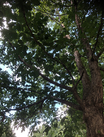 A view from under white oak branches.