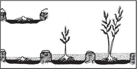 Plant crown 4 inches deep in 12- to 18-inch wide beds. Cover with 2 inches of soil and gradually fill in this trench during the first season.