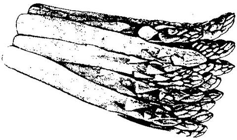 Asparagus