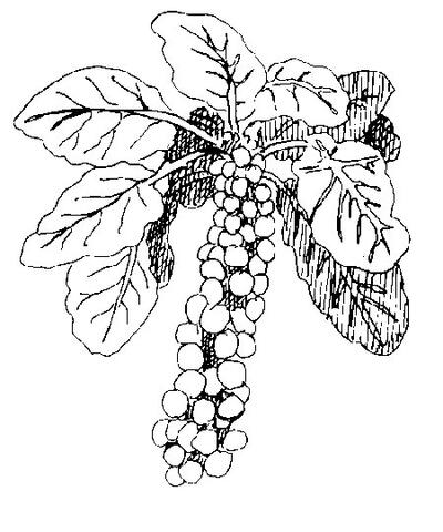 Brusssels Sprouts