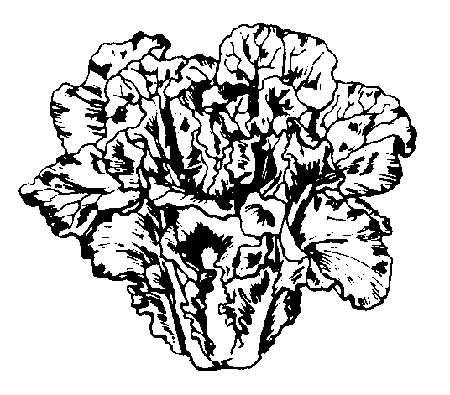 Chinese Cabbage