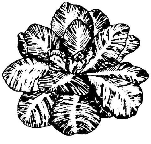 a drawing of collards