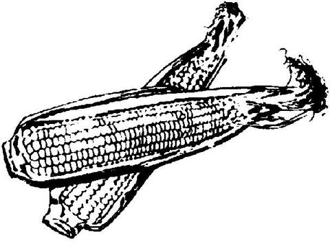 Sweet Corn