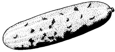 Cucumbers