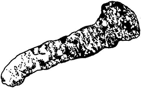 Horseradish
