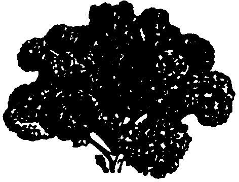 Kale