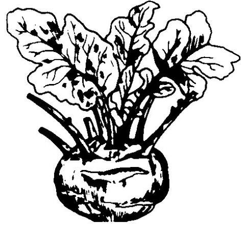 Kohlrabi