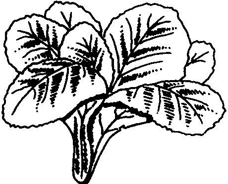 Mustard Greens