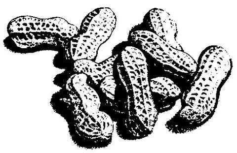 Peanuts