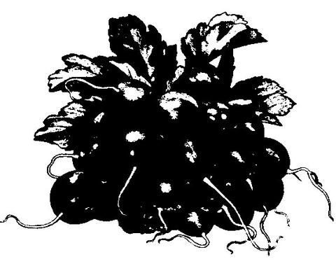 Radishes