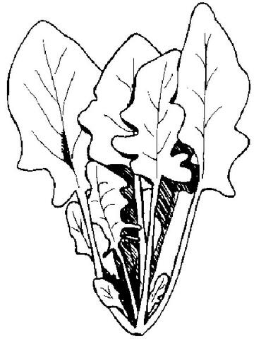 Spinach