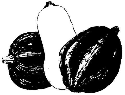 Winter Squash