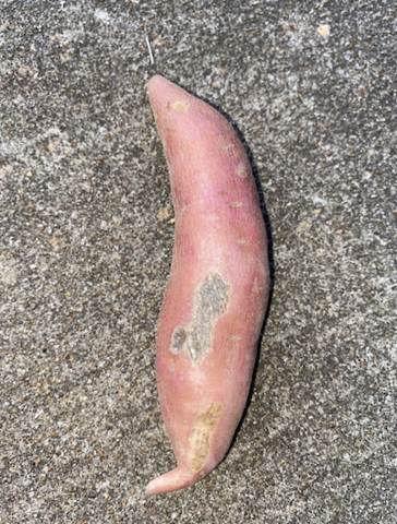 A single sweetpotato with a large skinning injury.