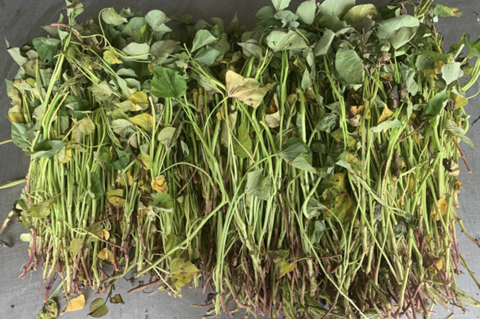 A bundle of green stems and leaves.