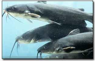 Photo of catfish in underwater.