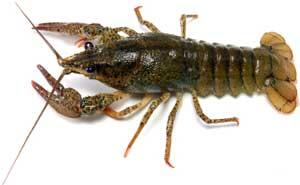 Crawfish