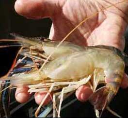 Prawns