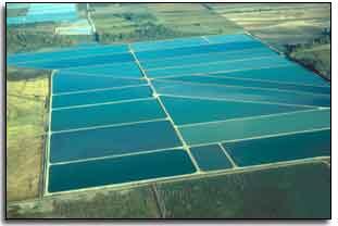 Aerial photo of catfish ponds