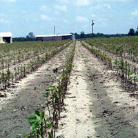 Hail damage in small cotton