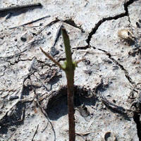 Hail damage in small cotton