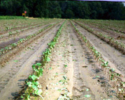 Hail Damage